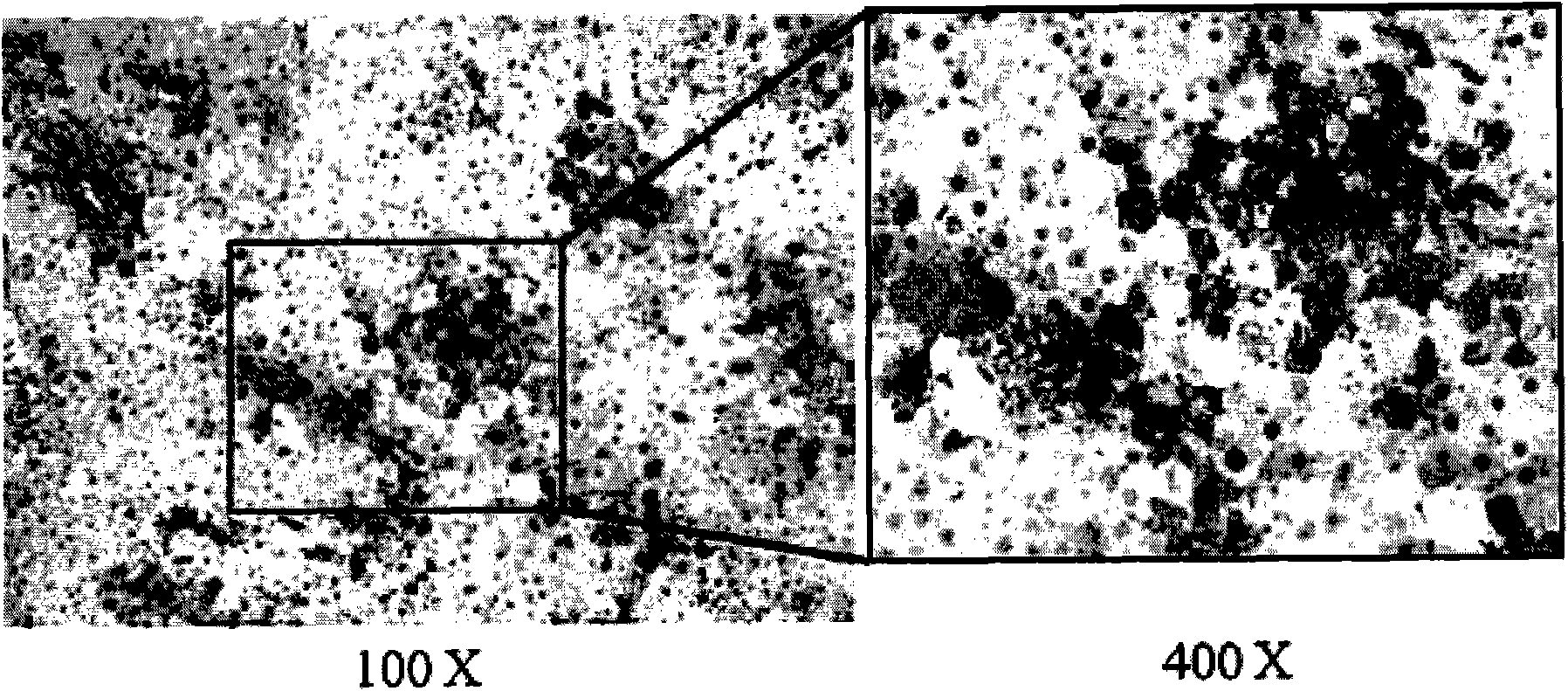 A system capable of stably expressing cell cycle factor FoxM1 and its medical use