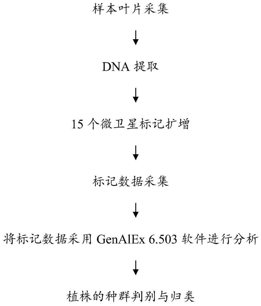 Molecular assays for rapid identification of eucalyptus populations