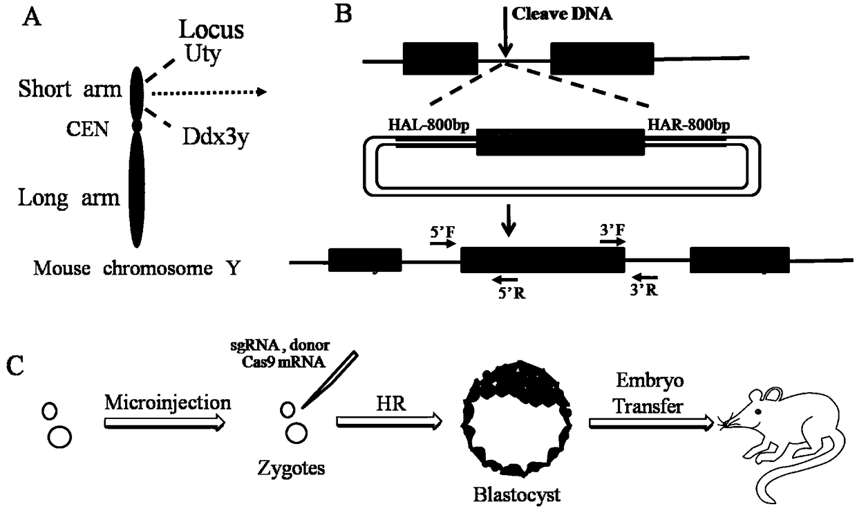 Mammalian embryos sex determination method