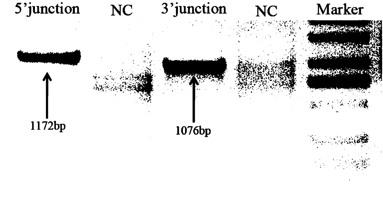 Mammalian embryos sex determination method