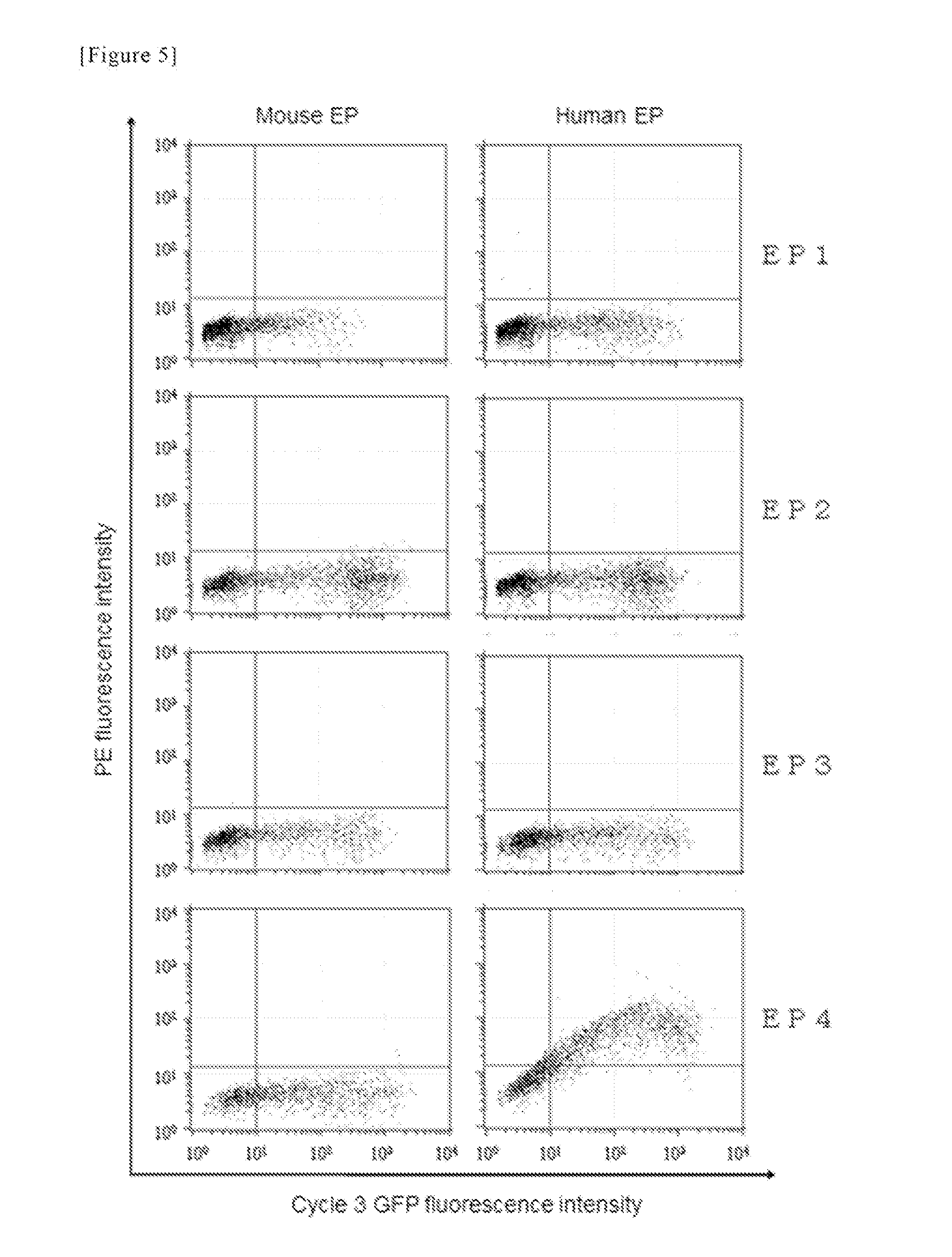 Antibody against human prostaglandin e2 receptor ep4