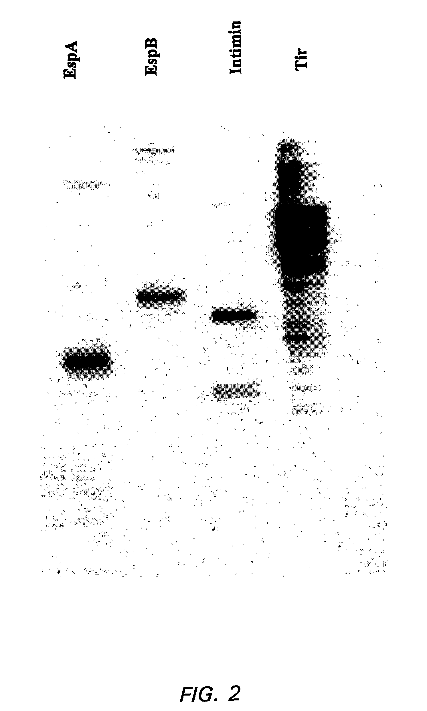 Enterohemorrhagic <i>Escherichia coli </i>vaccine