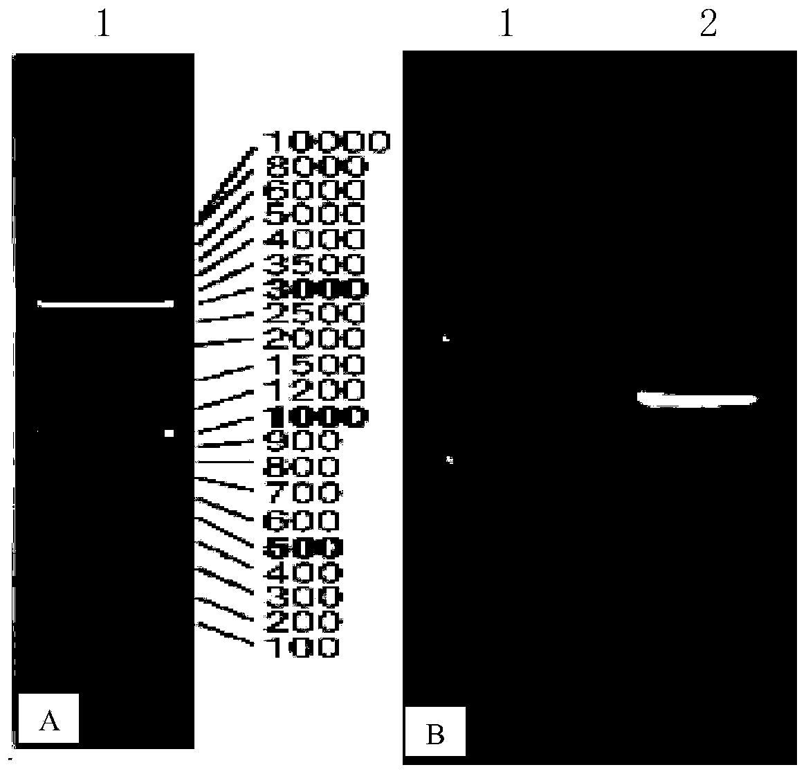 Pseudomonas fluorescens and an application thereof