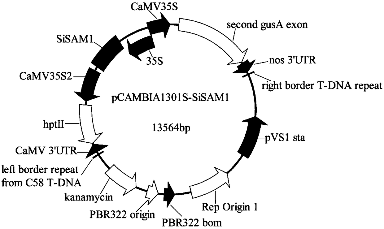 Sesame drought-resistant gene SiSAM1 and application thereof