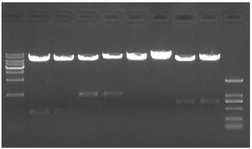 Sesame drought-resistant gene SiSAM1 and application thereof