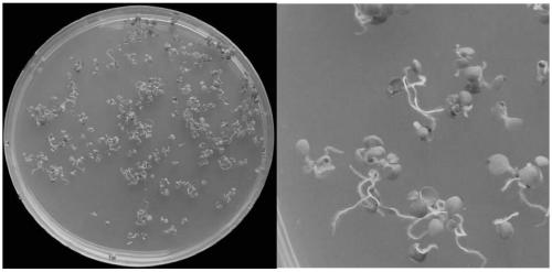 Sesame drought-resistant gene SiSAM1 and application thereof