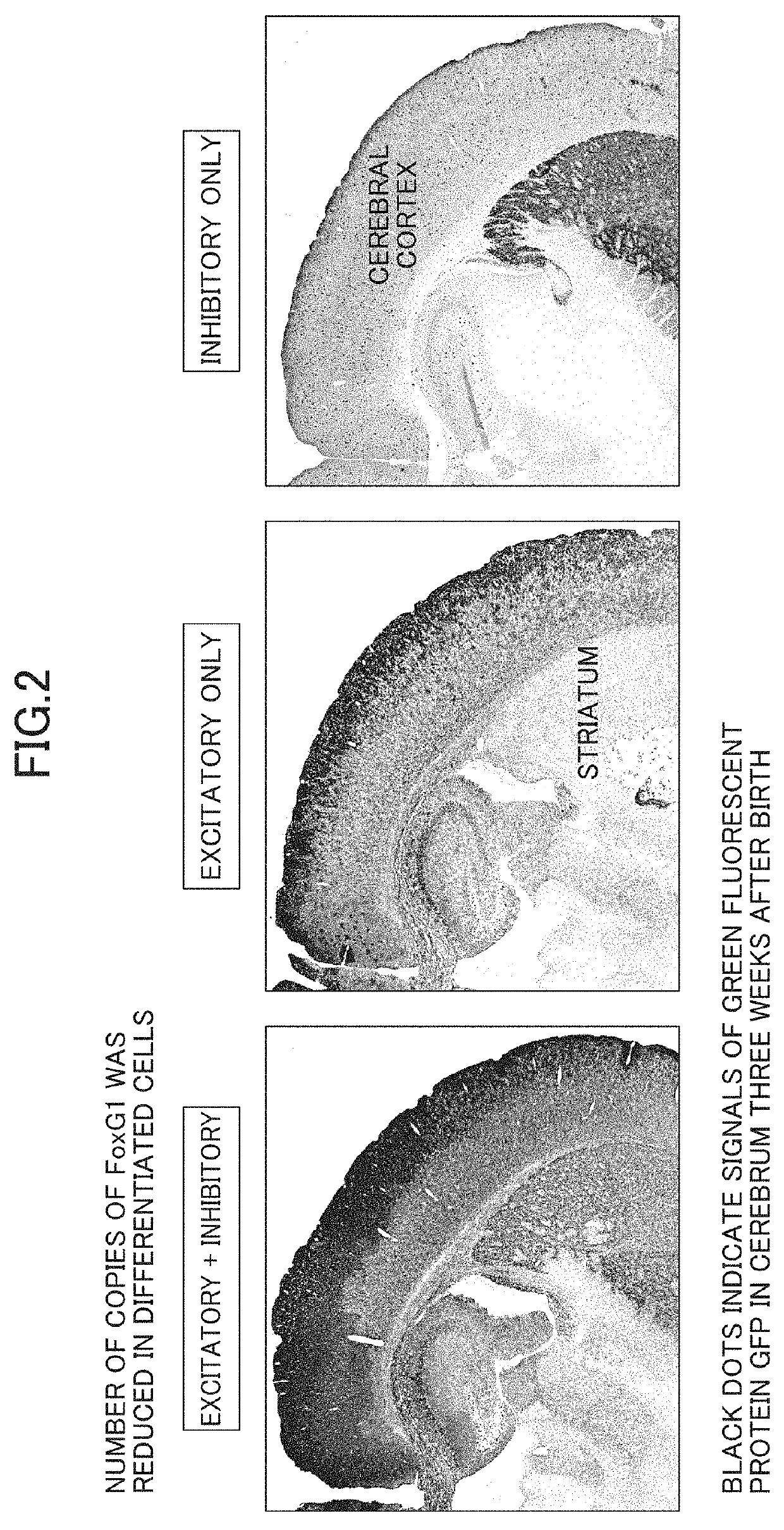 Rodent models with autistic features