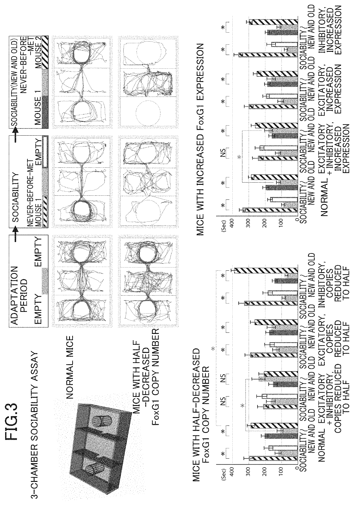 Rodent models with autistic features