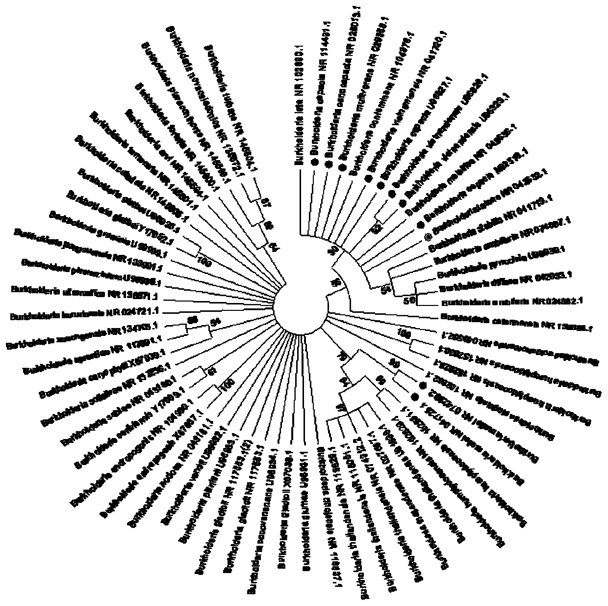 Burkholderia detection method based on gyrB gene sequence