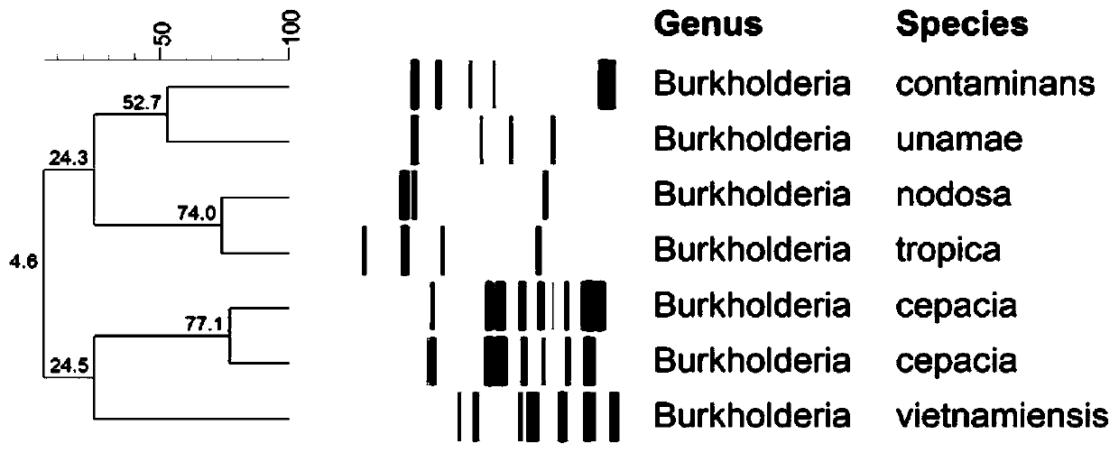 Burkholderia detection method based on gyrB gene sequence