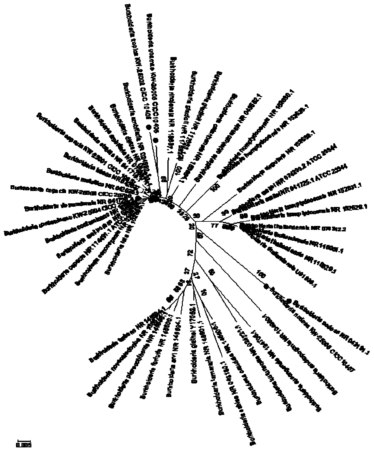 Burkholderia detection method based on gyrB gene sequence