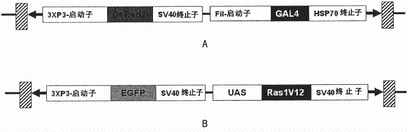 Transgenic method for improving silk yield