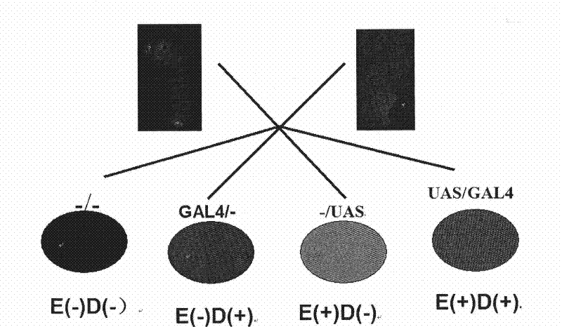 Transgenic method for improving silk yield