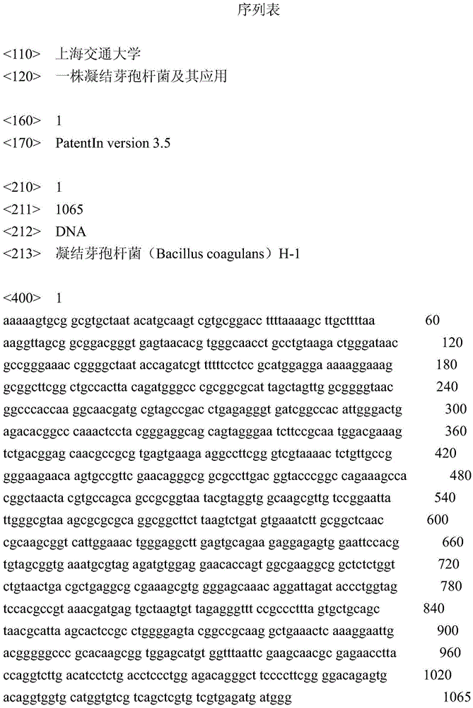 A strain of Bacillus coagulans and its application in in situ product separation and fermentation to produce calcium lactate