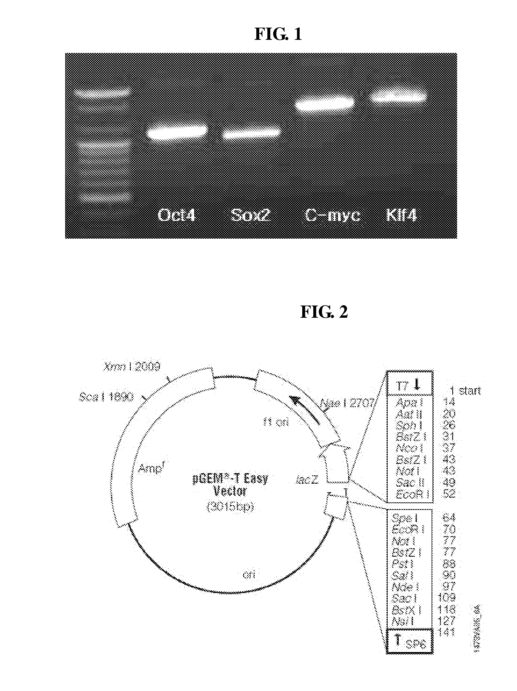 Method of Manufacturing Induced Pluripotent Stem Cell Originated from Somatic Cell