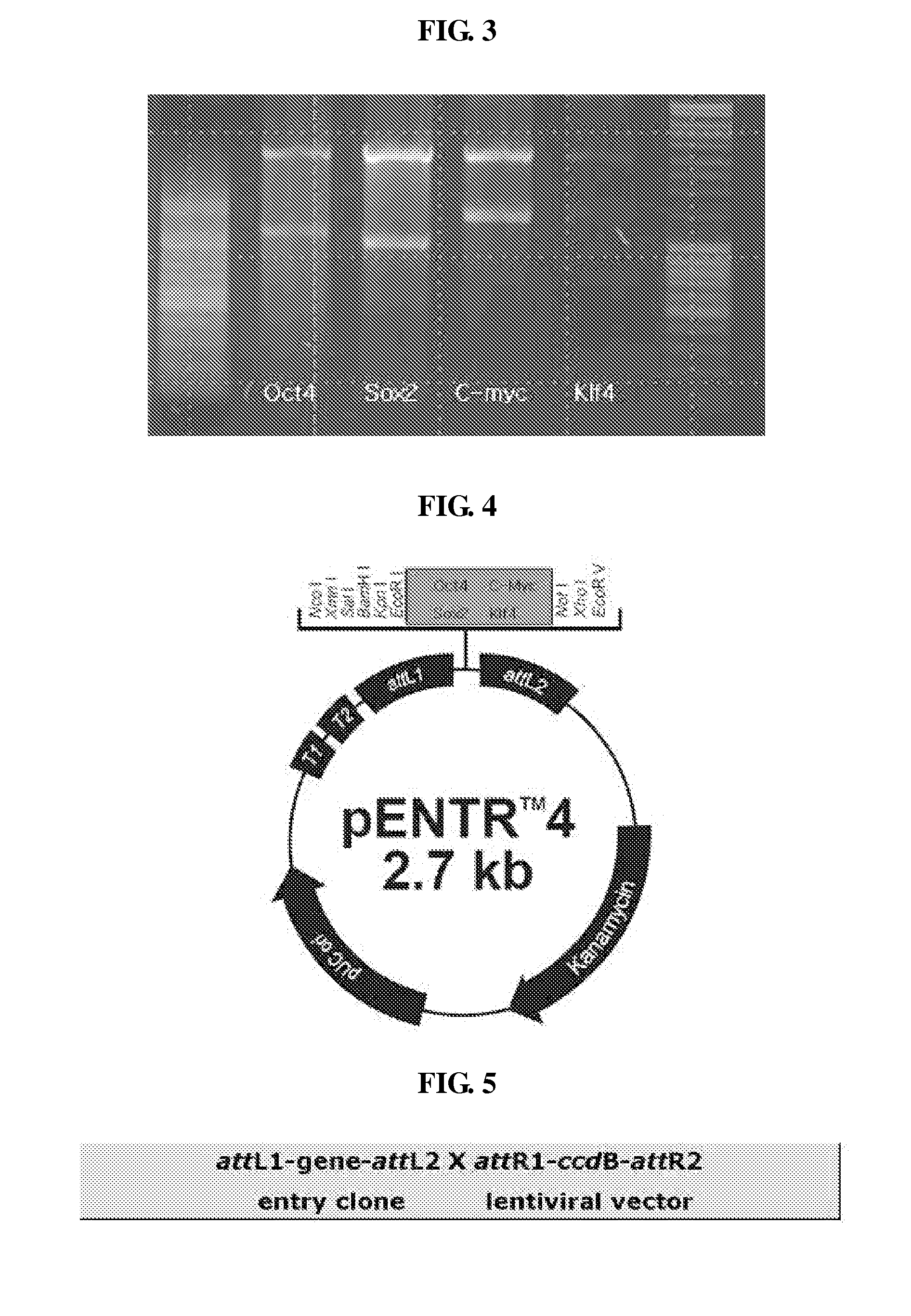 Method of Manufacturing Induced Pluripotent Stem Cell Originated from Somatic Cell