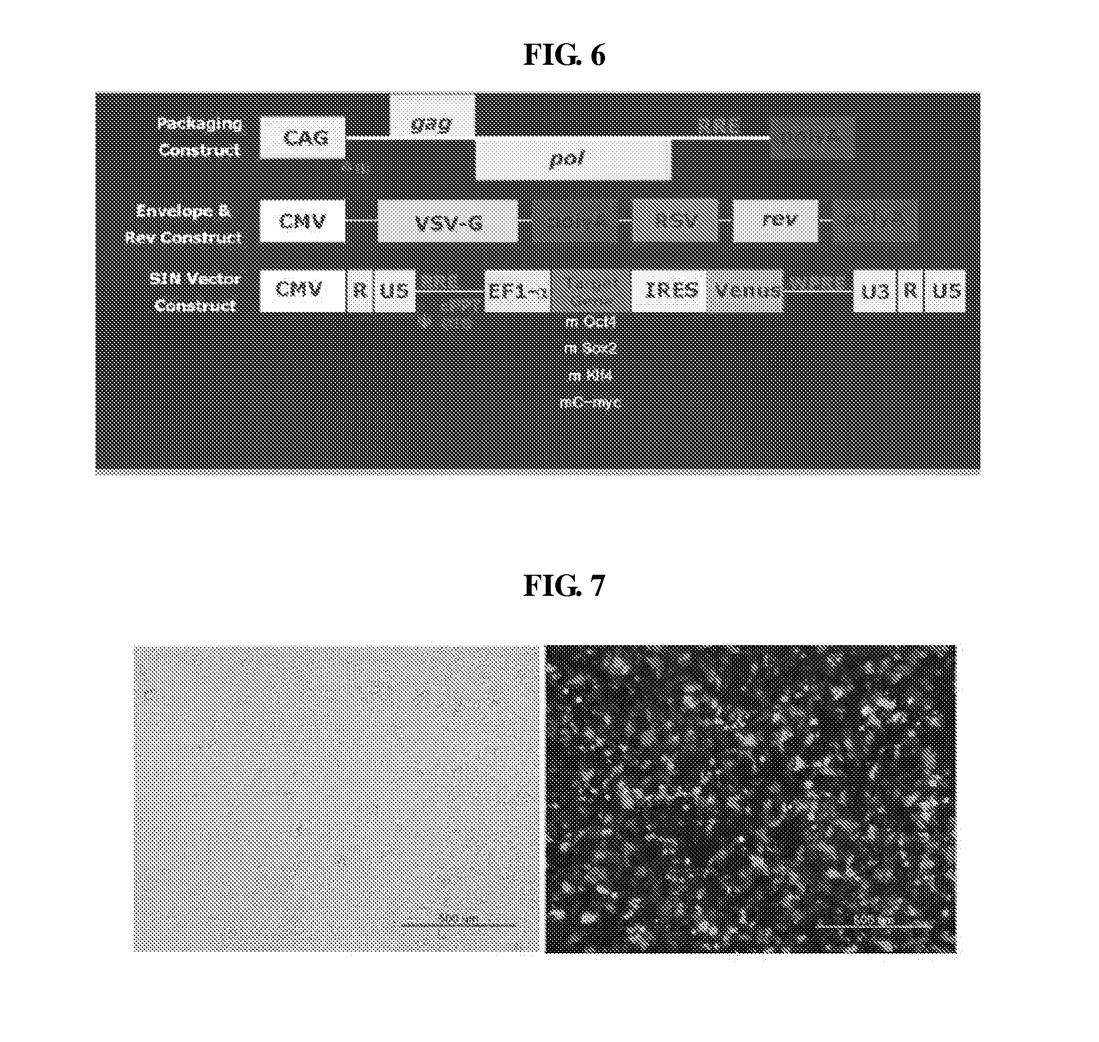 Method of Manufacturing Induced Pluripotent Stem Cell Originated from Somatic Cell