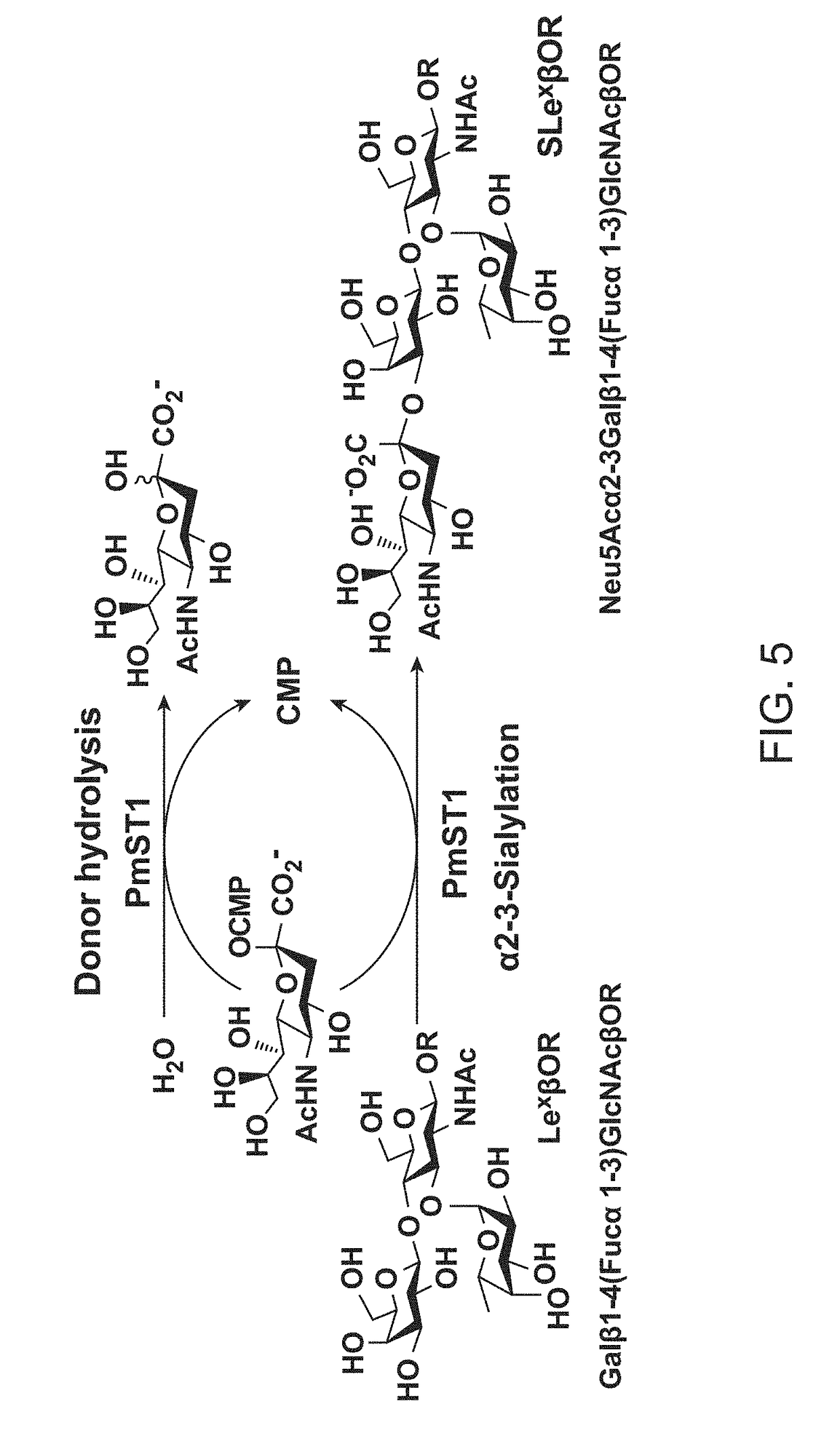 Pmst1 mutants for chemoenzymatic synthesis of sialyl lewis x compounds