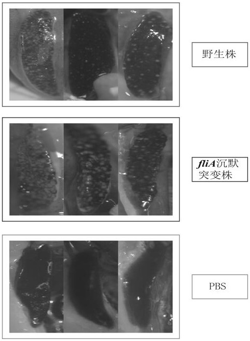 A strain of Pseudomonas mutans flia gene silencer