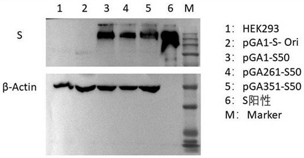 Adenovirus vector vaccine for preventing SARS-CoV-2 Ombucker strain