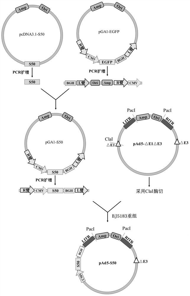 Adenovirus vector vaccine for preventing SARS-CoV-2 Ombucker strain