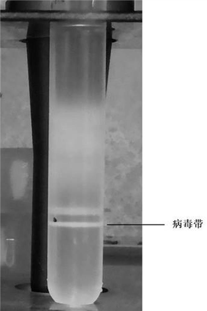 Adenovirus vector vaccine for preventing SARS-CoV-2 Ombucker strain