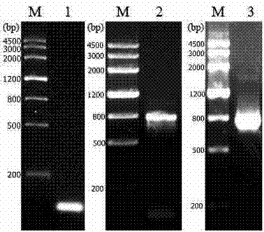 Functional mutant of human plasminogen, its preparation method and application