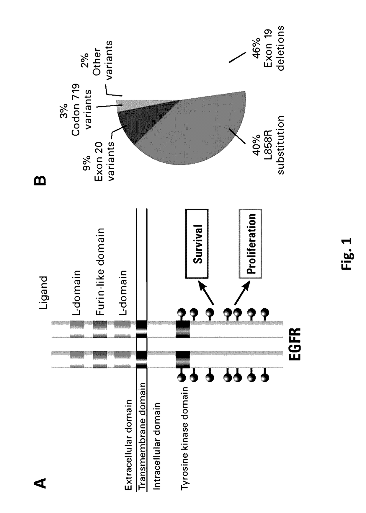 Crispr/cas-mediated genome editing to treat egfr-mutant lung cancer