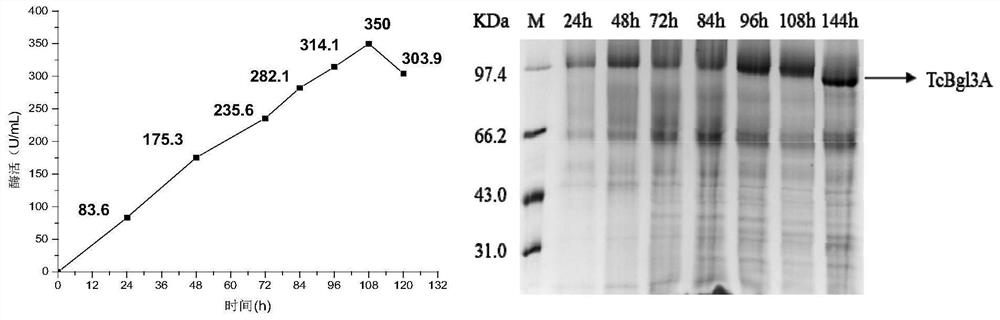 Method for preparing gentiosaccharide oligosaccharides by using β-1,6-glucanase and its application