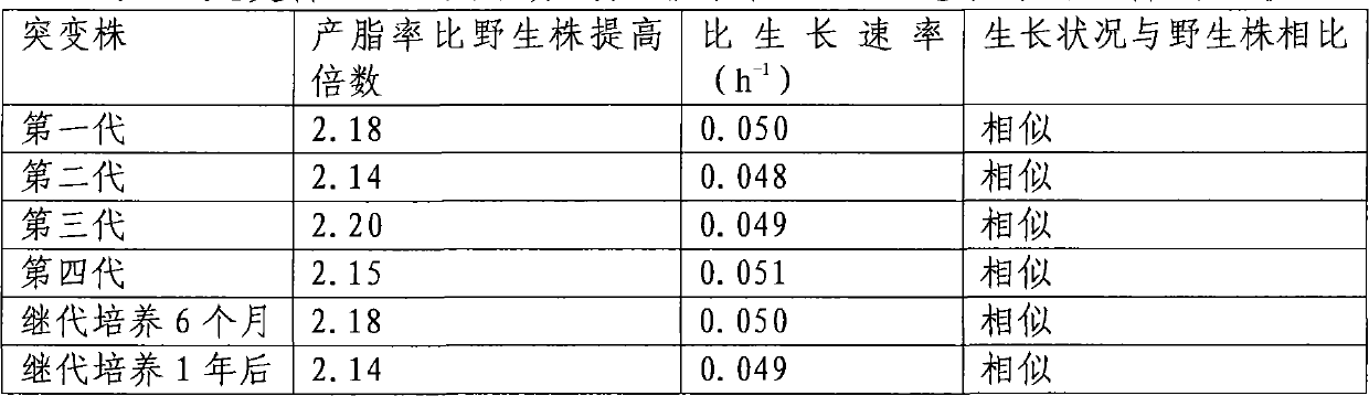 Chlorella mutant strain and application thereof