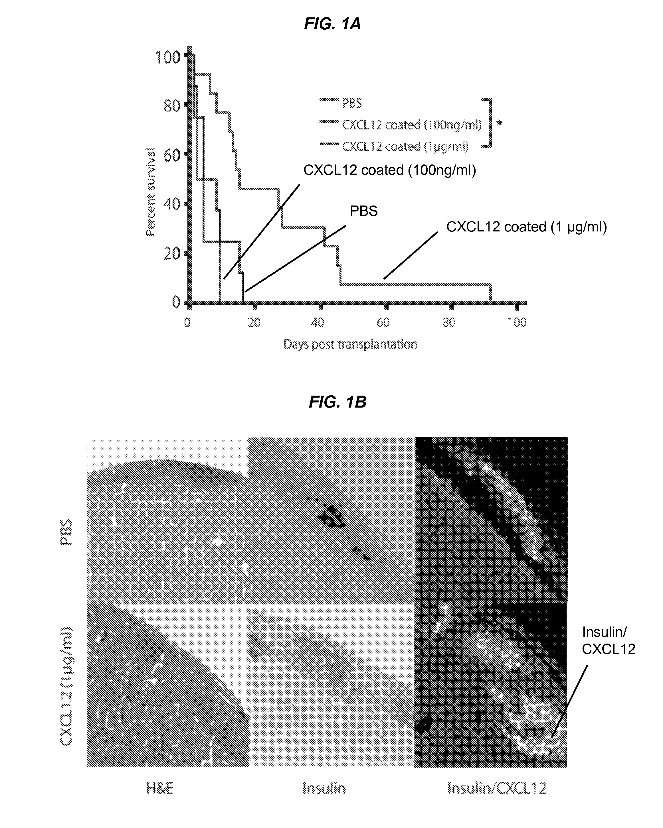 Eluting Matrix and Uses Thereof