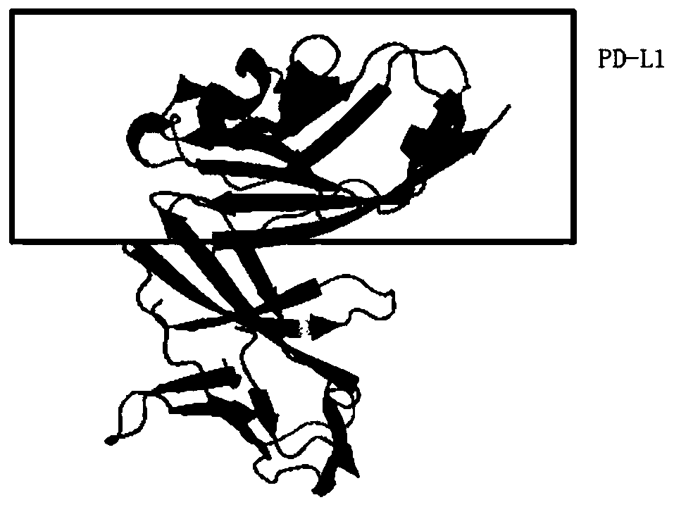 PD-1 blocking agent and its application