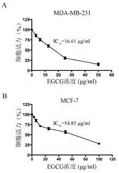 Application of epigallocatechin gallate (EGCG) in preparation of targeted drug