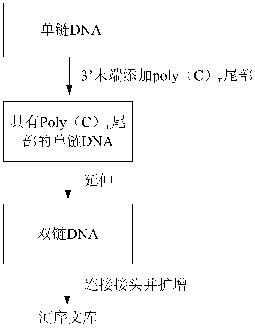 Method for constructing sequencing library based on single-stranded dna molecule and its application