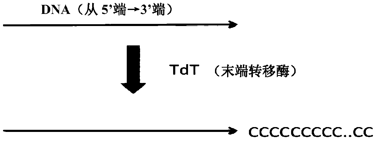 Method for constructing sequencing library based on single-stranded dna molecule and its application