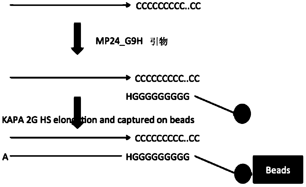 Method for constructing sequencing library based on single-stranded dna molecule and its application