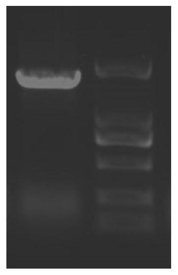 Lycoris aurea 1-aminocyclopropane-1-carboxylic acid synthetase as well as coding gene and application thereof