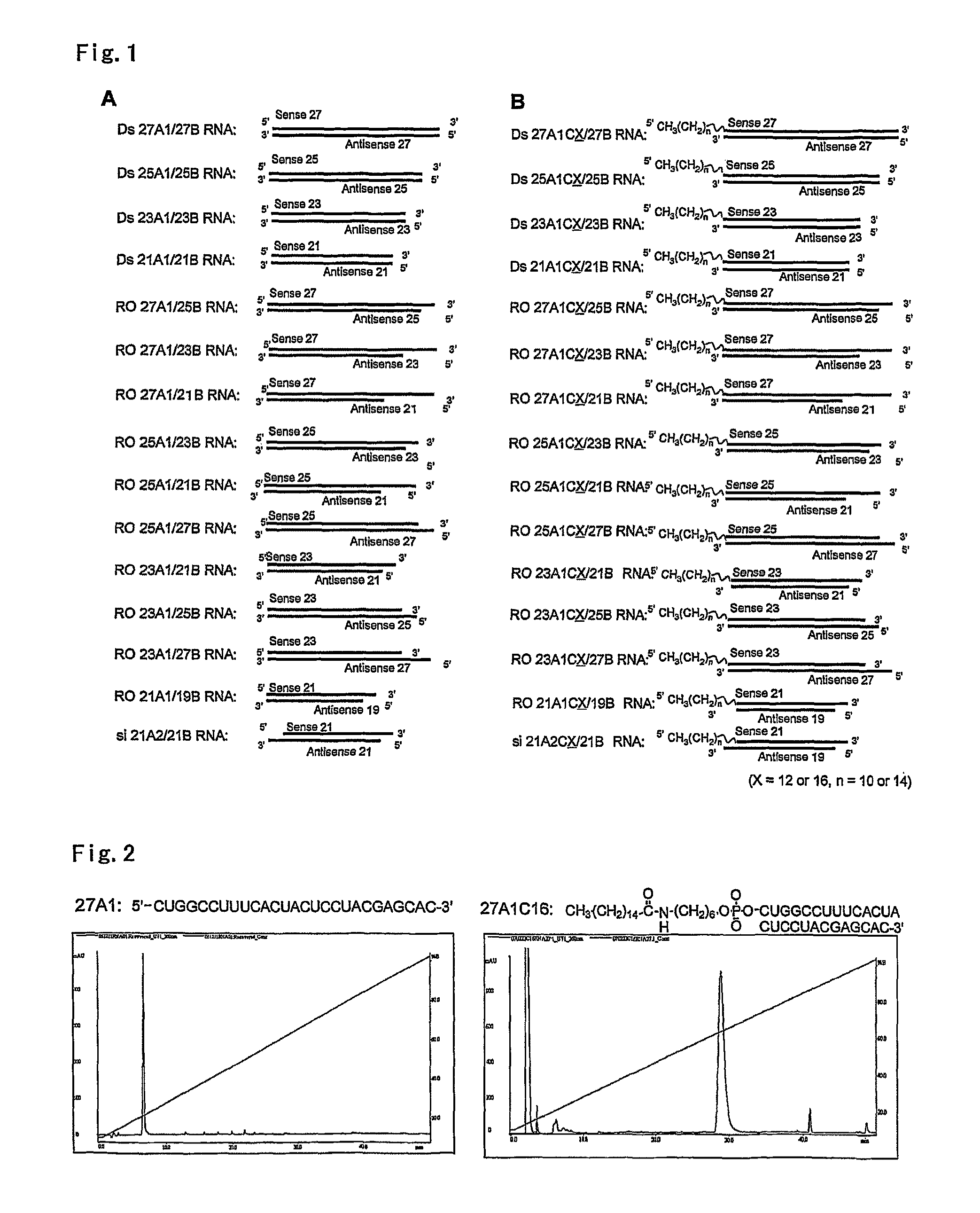 Lipid-modified double-stranded RNA having potent RNA interference effect