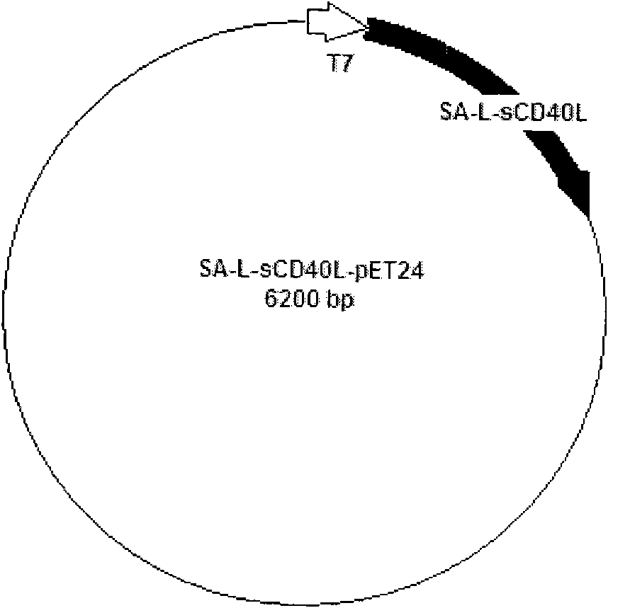 Strepavidin/sCD40L fusion protein