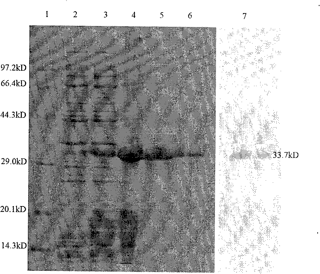 Strepavidin/sCD40L fusion protein