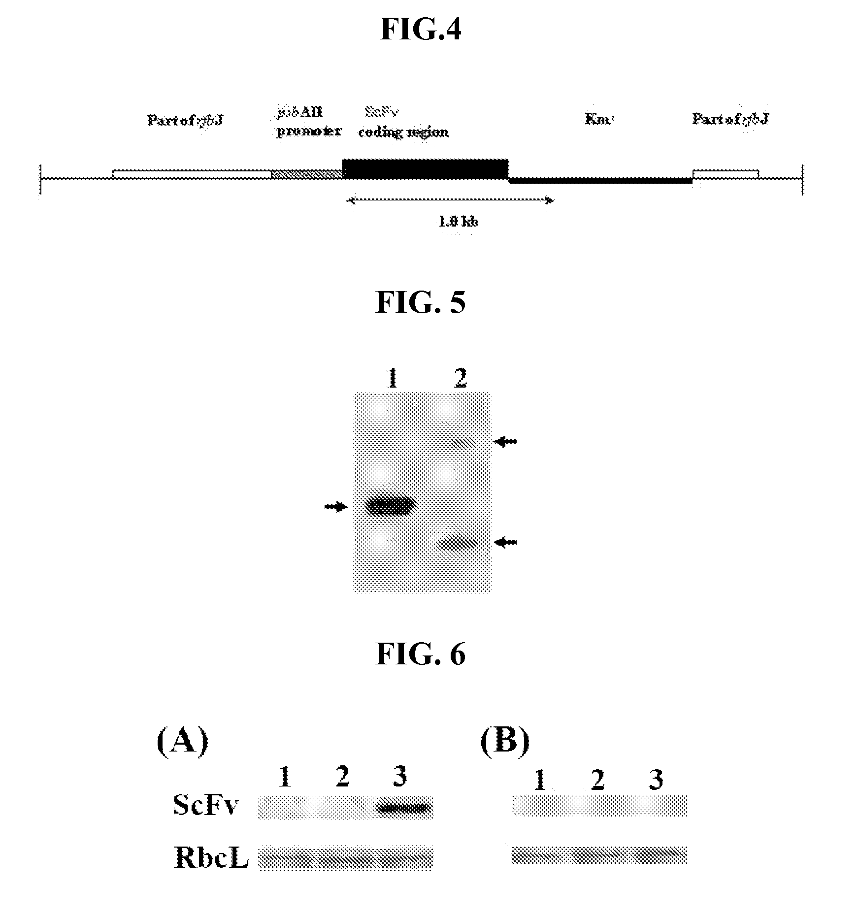 Scfvs in photosynthetic microbes