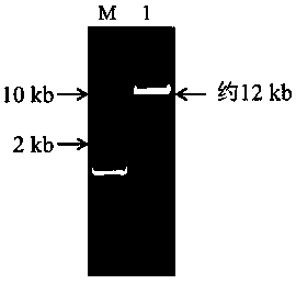 Cell line for knocking out chicken Shp-2 gene based on CRISPR-Cas9 editing technique and construction method of cell line