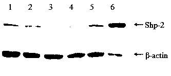 Cell line for knocking out chicken Shp-2 gene based on CRISPR-Cas9 editing technique and construction method of cell line