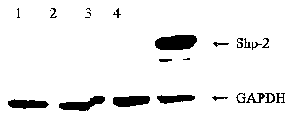 Cell line for knocking out chicken Shp-2 gene based on CRISPR-Cas9 editing technique and construction method of cell line