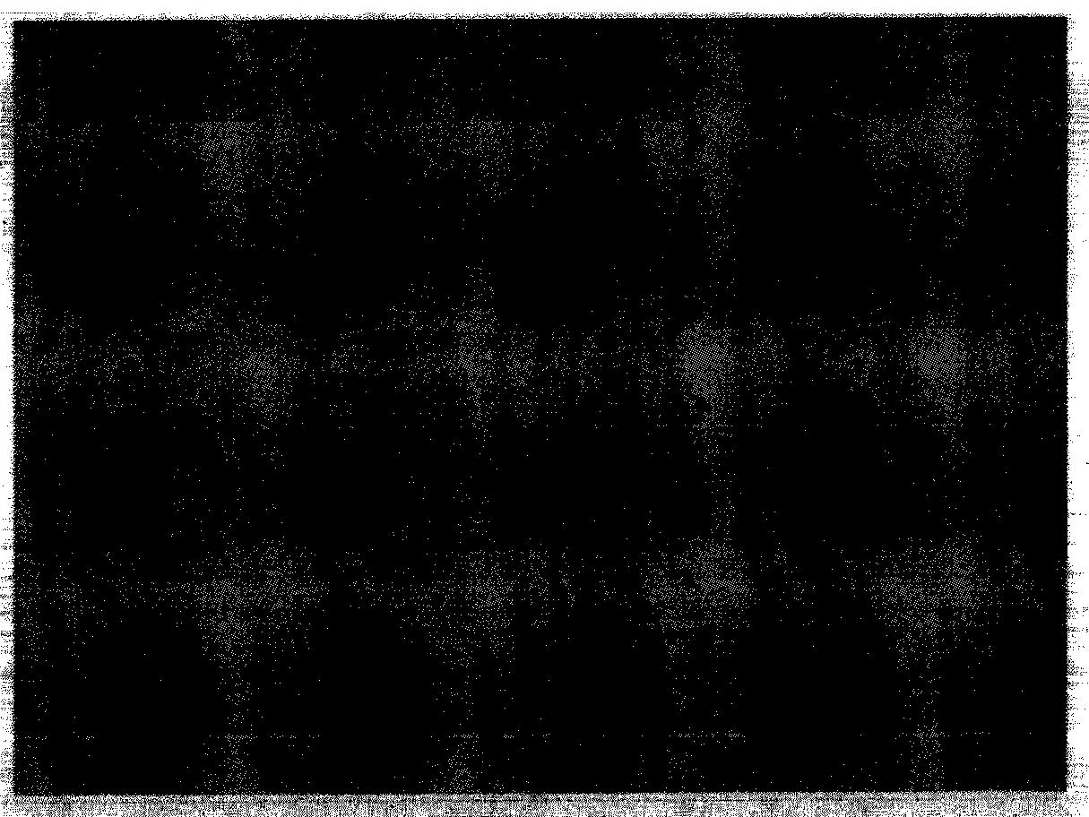 Faded shewanella oneidensis LCT-SM262 strain in space environment