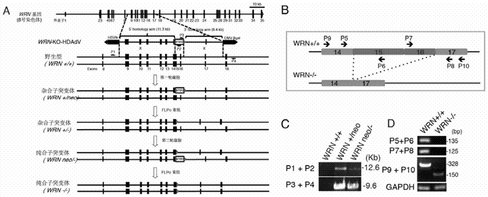 Pluripotent stem cells carrying human progeria gene mutation and preparation method thereof