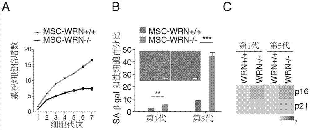 Pluripotent stem cells carrying human progeria gene mutation and preparation method thereof