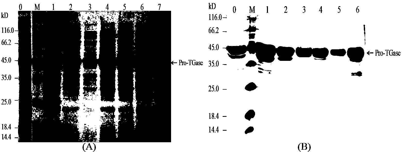 Glutamine transaminase with improved enzymatic activity and thermal stability