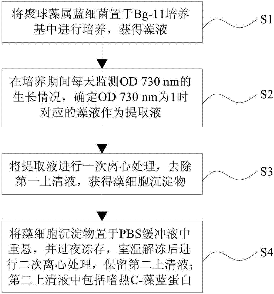 Thermophilic C-phycocyanin and method for extracting thermophilic C-phycocyanin from synechococcus cyanobacteria