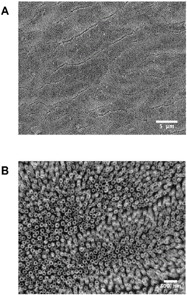 Nickel titanium oxide coated articles